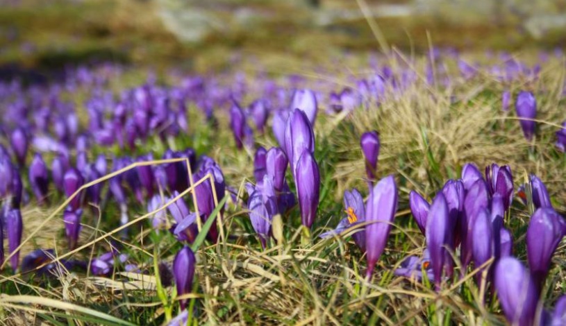 Hotel CROCUS **** Vysoké Tatry